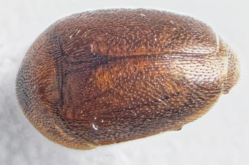 Réf. 282 152 : Sericoderus sp.